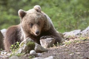 Ours brun<br>NIKON D4, 500 mm, 4500 ISO,  1/500 sec,  f : 5.6 